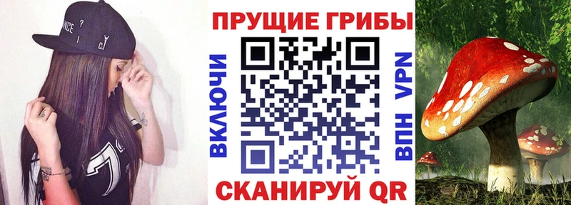 Псилоцибиновые грибы Psilocybine cubensis  Боровск 